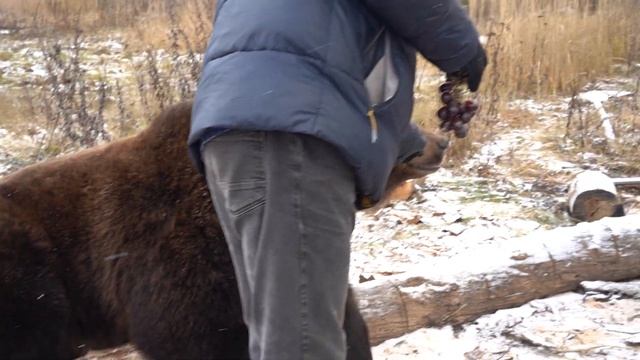 Bear_Tom смотреть онлайн