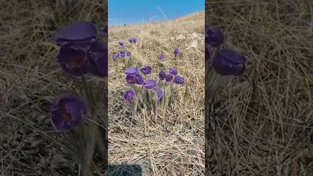 Первые цветы! Подснежники! смотреть онлайн