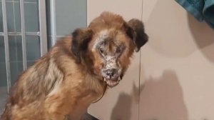 Собака без лица: история счастливого выздоровления