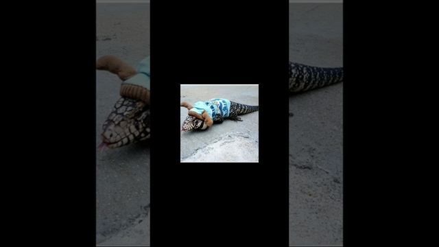 Ящеры Тегу смотреть онлайн