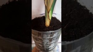 Укорачиваем Хамедорею