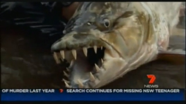 Рыба-монстр смотреть онлайн