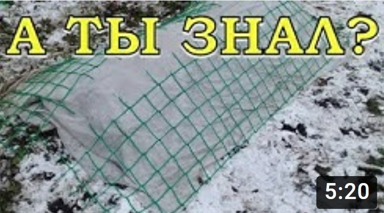 Как правильно укрыть РОЗЫ на зиму??? смотреть онлайн