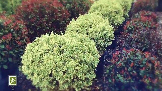 Чудесные декоративные растения , которые украсят ваш садовый участок смотреть онлайн