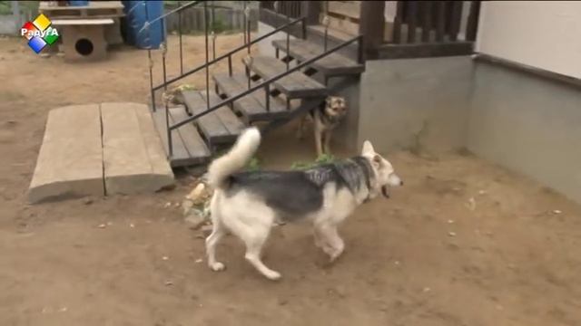 Юлия Бросалина создала на своем дачном участке приют для бездомных животных смотреть онлайн