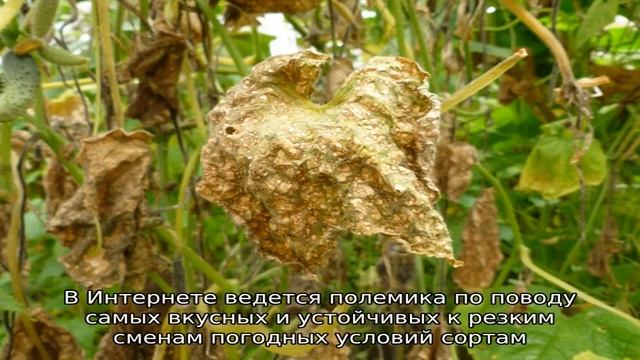 Чем подкормить огурцы в теплице смотреть онлайн