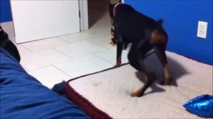 Смешные испуги людей и животных Посмейся, только не лопни СМЕШНЫЕ СИТУАЦИИ, СМЕШНЫЕ ЖИВОТНЫЕ.