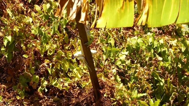 Гренада (Grenada). Путешествие по Карибским островам (A trip to the Caribbean Islands) смотреть онлайн