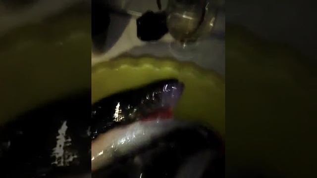 Живая рыба смотреть онлайн