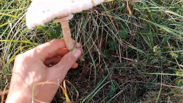 #mushroomhunting September, October 2023 - #boletus edulis/ #cep /King bolete and Parasol mushrooms смотреть онлайн