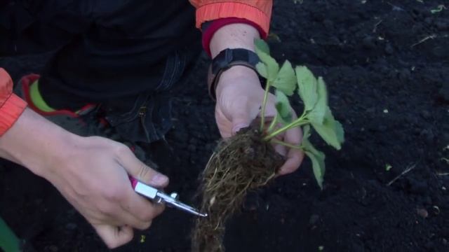 Посадка земляники правильно смотреть онлайн