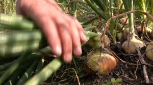 Семья из Константиновского района выращивает лук в производственных масштабах второй год