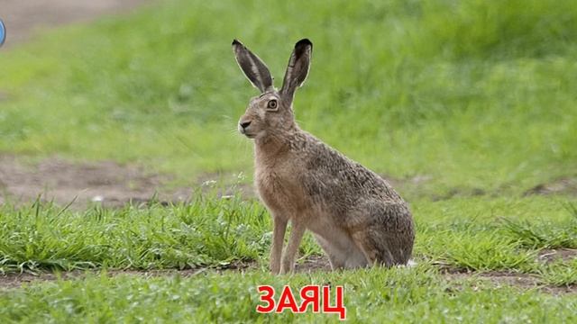 Развивающие видео для детей. Учим лесных животных. смотреть онлайн
