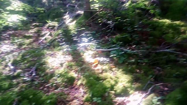 И форель и грибы смотреть онлайн