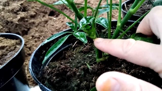 Шеффлера тез усиши учун нима киламиз смотреть онлайн