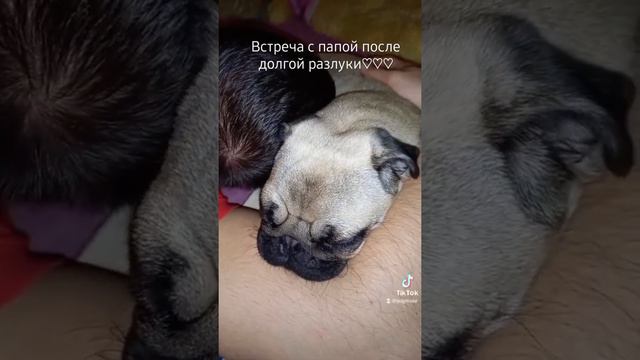 МИЛЫЙ МОПС #tiktok #мопс #собака #животные #милота #встреча #питомец смотреть онлайн