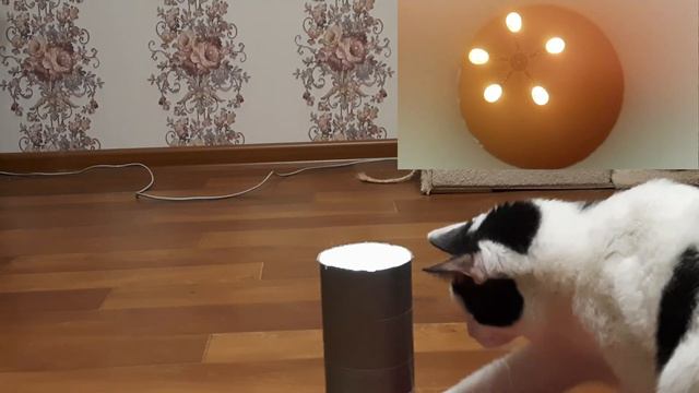 Любопытные кошки и волшебная труба / Curious cats and magic trumpet Eng sub смотреть онлайн