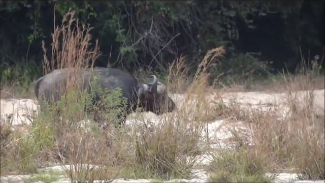 ОХОТА на СЛОНА Safari Hunters Hunting Elephant in Tanzania смотреть онлайн