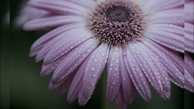 Сборник Нашидов- ГРУСТНЫЕ НАШИДЫ. смотреть онлайн