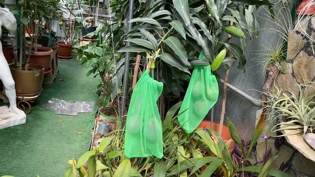 Тем временем в "Домике для цитрусов" мандарины начинают созревать смотреть онлайн