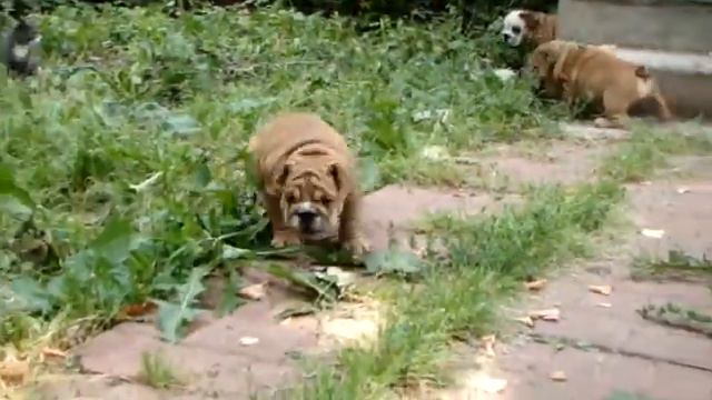 Щенки девочки от Облака и Мии, видео 4 смотреть онлайн