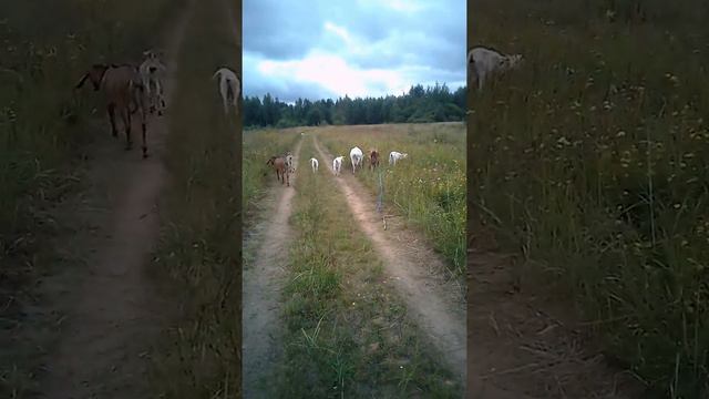 Дойные козы. смотреть онлайн