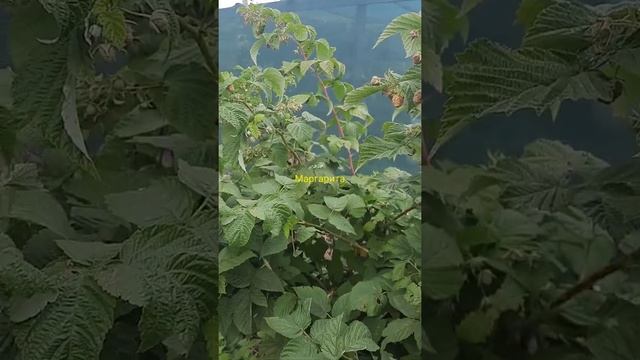 Сорт с огромными ягодками малины Маргарита смотреть онлайн