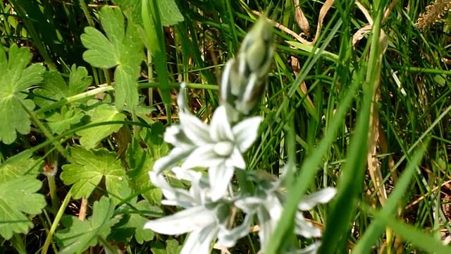 Spring - Ornithogalum Umbellatum - Liliaceae - 29-04-2011 - 2 смотреть онлайн