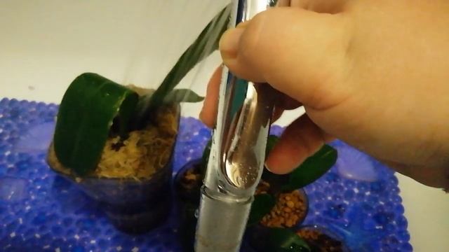 Часть1. Первый полив подростков после пересадки