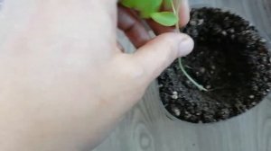 Лучший способ пикировки вытянувшейся рассады томатов!!!