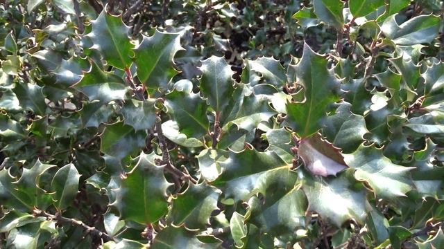 Ilex meserveae var. Blue Princess смотреть онлайн