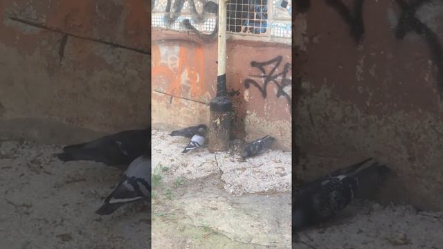 Голуби выпивают, не для детей смотреть онлайн