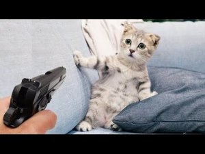 СМЕШНЫЕ КОТЯТА КОШКИ СОБАКИ  ПРИКОЛЫ СОБАКИ КОШКИ