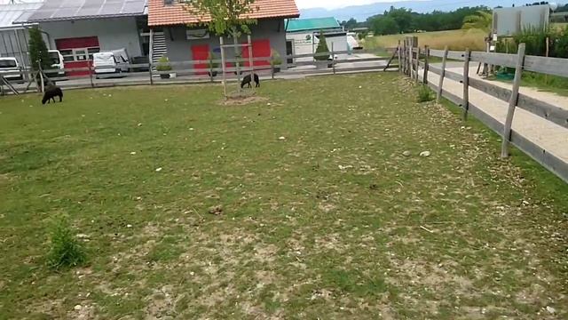 Suisse Switzerland Genève Швейцария Женева Ферма Платон Ferme Platton Ферма для детей отдых в Женев смотреть онлайн