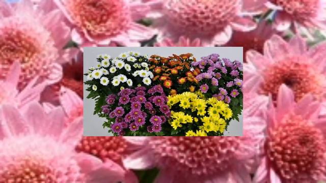 Хризантемы смотреть онлайн
