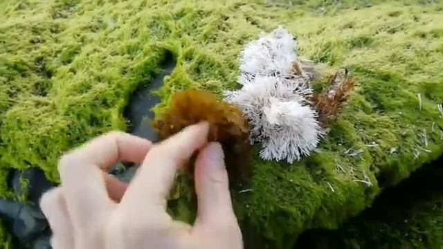 "Мир водорослей" - Почему продукты разного цвета? смотреть онлайн