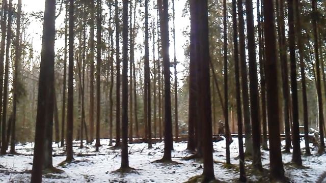 Сплошной сосновый лес. Кусты черники зимой. смотреть онлайн