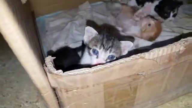 2 недели от рождения. Маленькие котята растут. смотреть онлайн