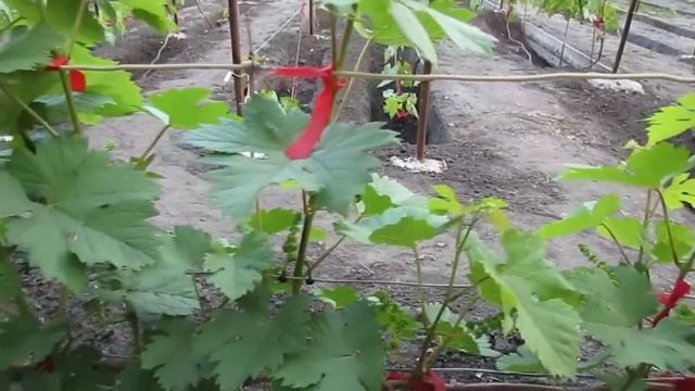 Начало июня. Удаляем соцветия - бережём лозу и куст винограда! смотреть онлайн