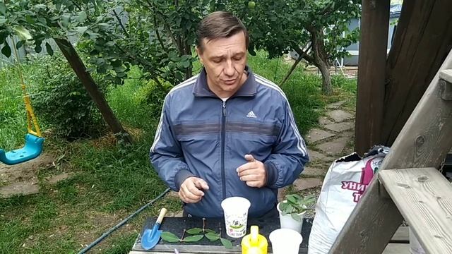 Как черенковать жимолость. смотреть онлайн