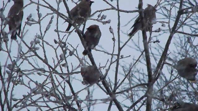 Свиристель смотреть онлайн