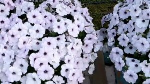 ПЕТУНИЯ Изи Вейв Сильвер. 22.07.22 Подмосковье. Кормлю на"убой"!!!