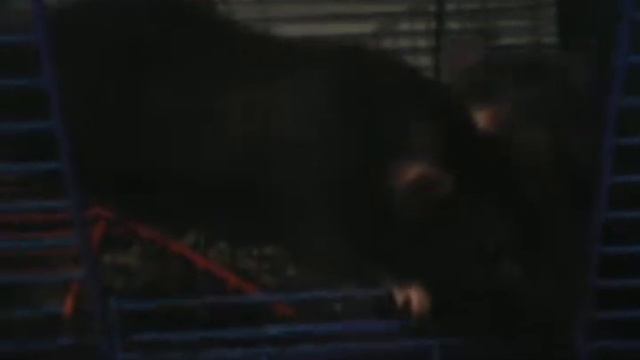 КРЫСЫ В ДОМИКЕ смотреть онлайн