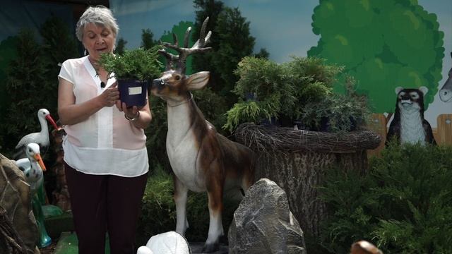 Хвойные в Саду ✔️ Посадка и Уход за можжевельником смотреть онлайн