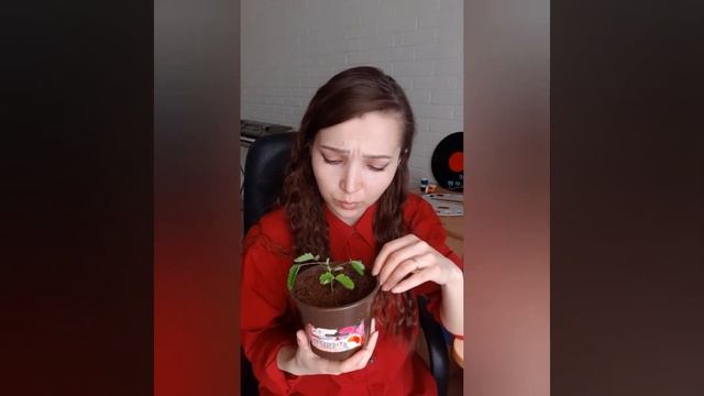 Мимоза стыдливая. Удивительное растение. Mimosa Pudica