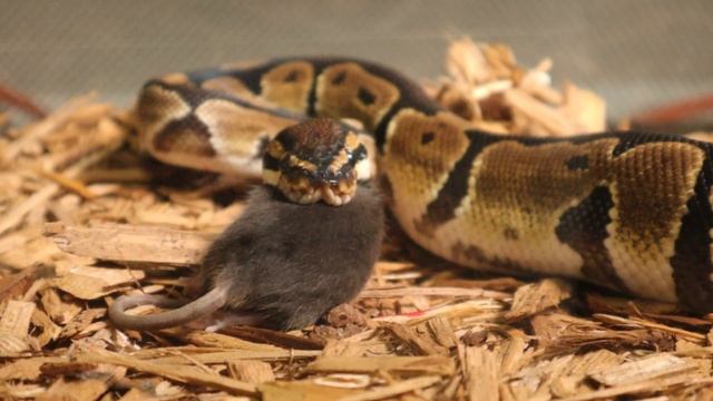 |Double Live Feeding| Ball Python Takes No Prisoners смотреть онлайн