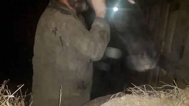 Вас лягает или кусает лошадь? Что делать? смотреть онлайн