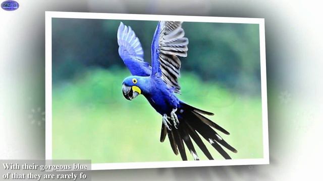 5 Most Expensive Exotic Pets In The World- Most Amazing Cute & Expensive pets In The World смотреть онлайн