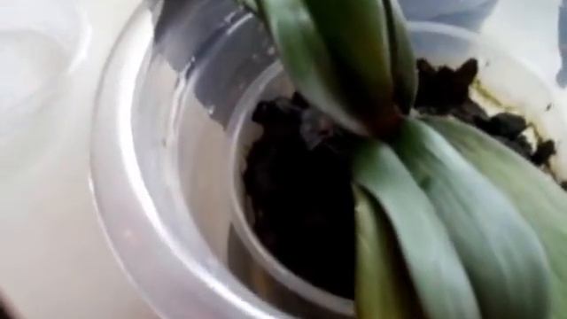 Домашние Орхидеи! Уход и выращивание + Реанимация! Мой Успешный способ! Мои КРАСАВИЦЫ! смотреть онлайн