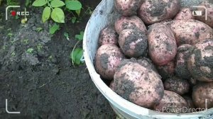 Картофель сорт Лаура.Урожай 2019.Как повысить урожай?